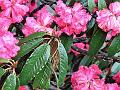 Pink Tree Rhododendron
